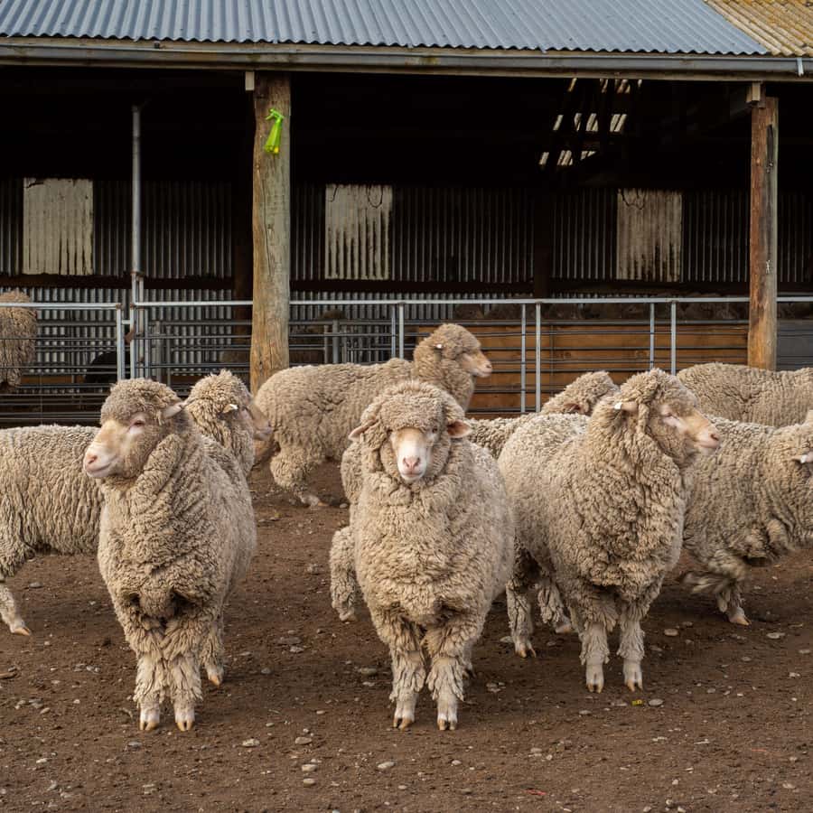 Tekapo: Merino Sheep Shearing and Sheepdog Demonstration - Key Points to Know