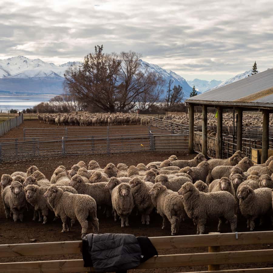 Tekapo: Merino Sheep Shearing and Sheepdog Demonstration - Why Merino Shearing Makes This Hour Worthwhile