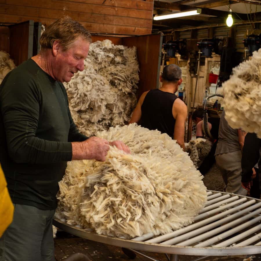 Tekapo: Merino Sheep Shearing and Sheepdog Demonstration - Ethan’s Personal Way of Explaining Farm Life