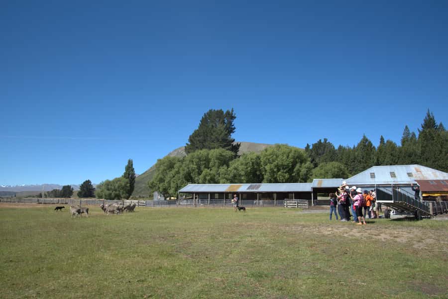 Tekapo: Merino Sheep Shearing and Sheepdog Demonstration - Mt Hay Station and the Lake Tekapo Setting