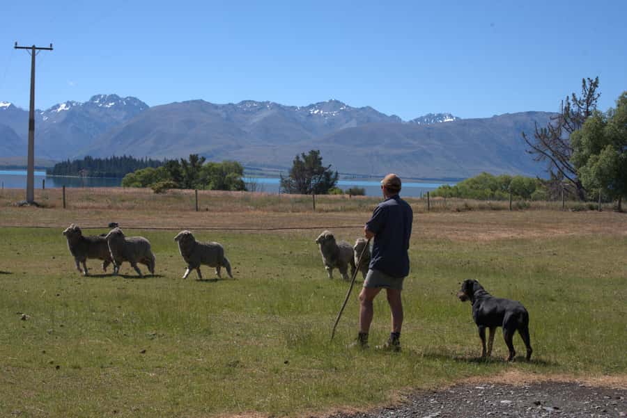Tekapo: Merino Sheep Shearing and Sheepdog Demonstration - Who Will Enjoy This Farm Experience