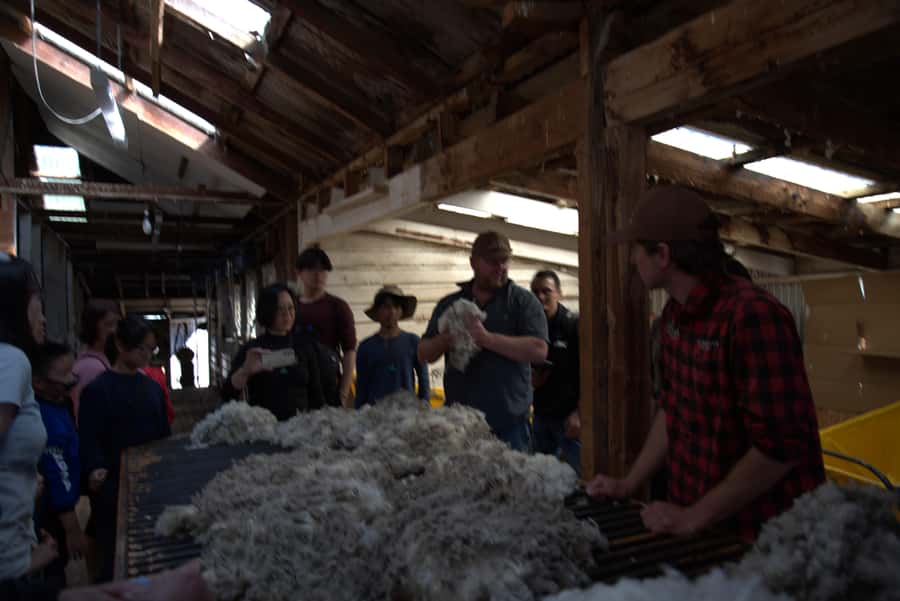 Tekapo: Merino Sheep Shearing and Sheepdog Demonstration - What You Will Learn About Wool and Sustainability