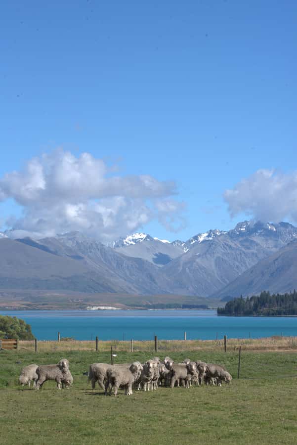 Tekapo: Merino Sheep Shearing and Sheepdog Demonstration - Practical Tips Before You Go