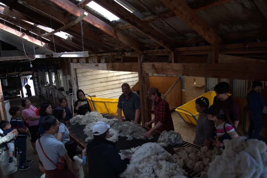 Tekapo: Merino Sheep Shearing and Sheepdog Demonstration - Should You Book the Tekapo Sheep Shearing Experience?