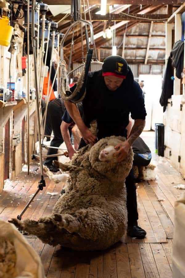 Tekapo: Merino Sheep Shearing and Sheepdog Demonstration - What Happens During the One-Hour Visit