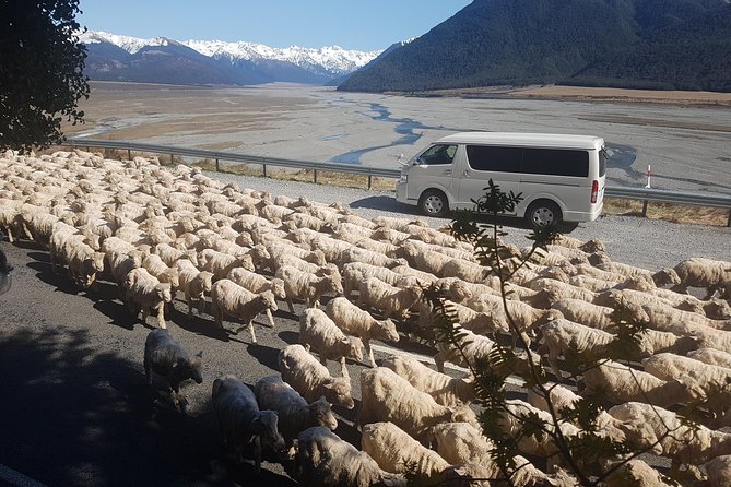 Tranz Alpine Train Tour - What the $465.43 price includes in practical terms