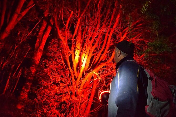 Twilight Wild Kiwi Bird Encounter Private Tour - Why a wild kiwi encounter matters