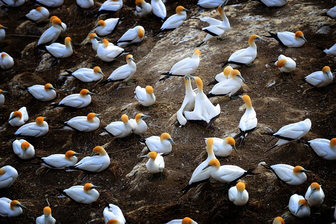 Ultimate Auckland Experience Full Day Tour with Brewery Lunch - The Muriwai gannet colony