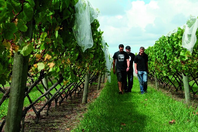 Vineyards Honey and Black Sand Beaches from Auckland - Who should book this Auckland wine tour?