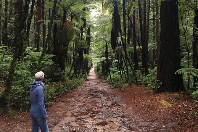 Volcanic Rotorua Day Trip from Auckland - Who will get the most from this Rotorua day trip?