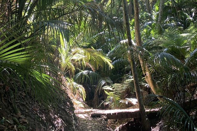 Waiheke Island Bush & Beach Walk - Fitness, weather, and what to pack