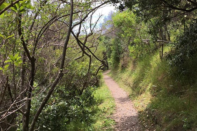 Waiheke Island Vineyards and Bush Walk - Through restored bush and up to the headland