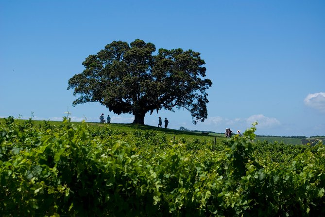 Waiheke island Wine Tours - PREMIUM wine tasting MAX 11 clients ! - Three vineyards, three different moods