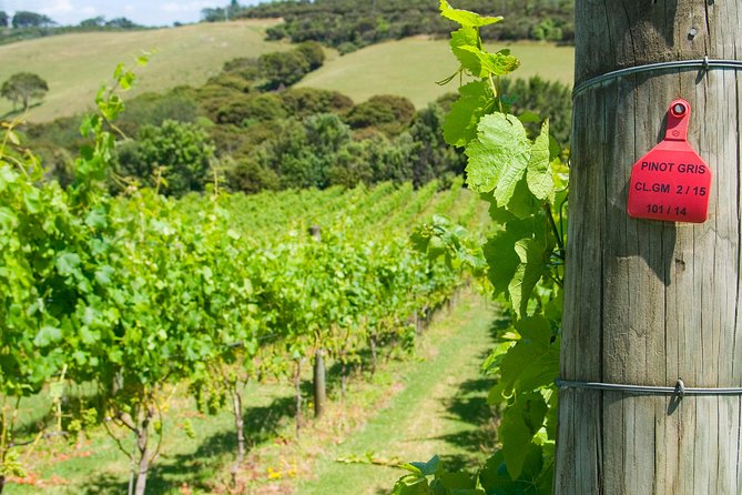 Waiheke island Wine Tours - PREMIUM wine tasting MAX 11 clients ! - The lunch timing deserves careful thought