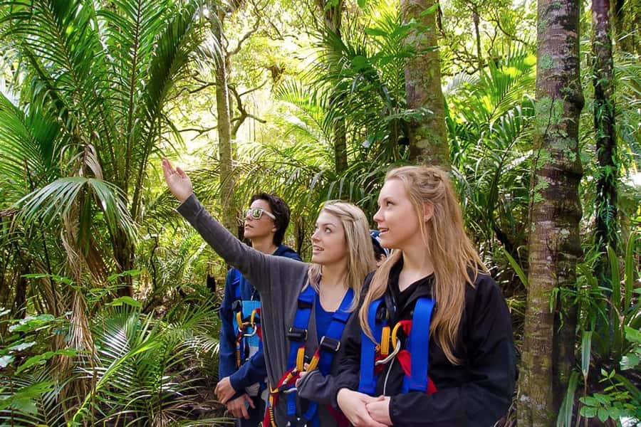 Waiheke Island: Zipline and Native Forest Adventure Trip - FAQ