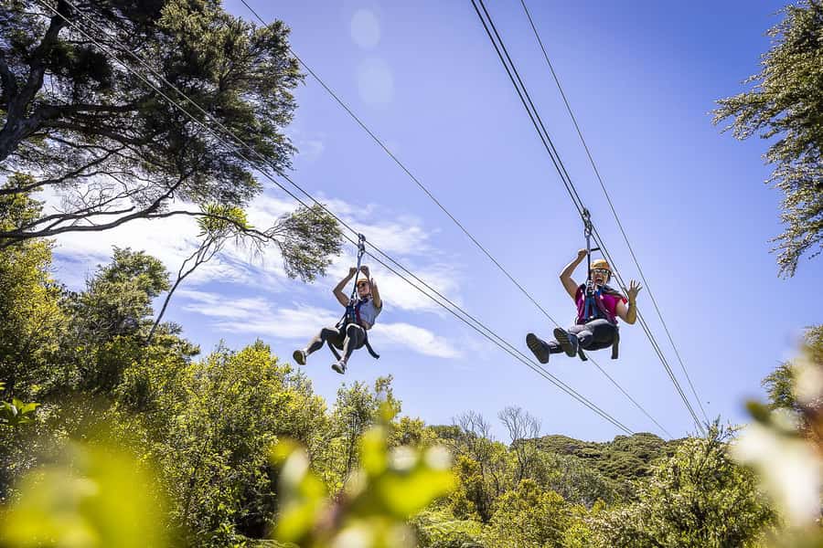 Waiheke Island: Zipline and Native Forest Adventure Trip - From Auckland ferry to Waiheke bush