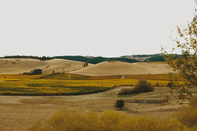 Waipara Valley Winery Tour Wine Tastings and Scenic Views - Why Waipara makes a good Christchurch wine trip