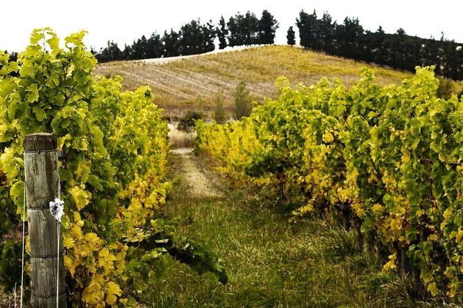 Waipara Valley Winery Tour Wine Tastings and Scenic Views - The ride from Christchurch to Waipara Valley