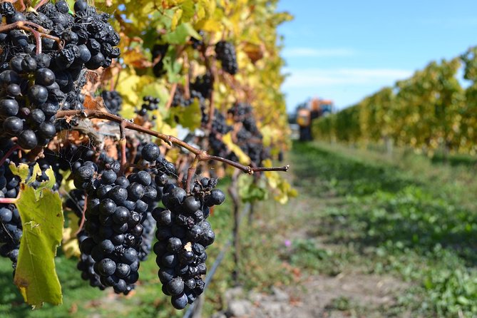 Waipara Wine Tour from Christchurch - including Lunch & Tastings - Torlesse Wines and a broader tasting list