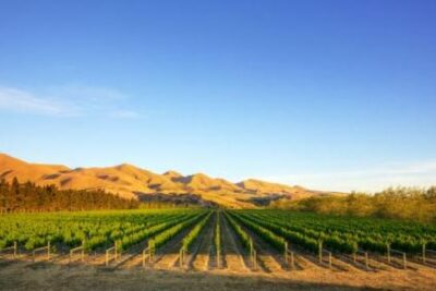 Waipara Wine Tour from Christchurch – including Lunch & Tastings