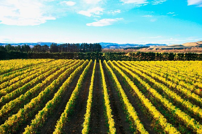 Waipara Wine Tour from Christchurch - including Lunch & Tastings - Pegasus Bay, the family winery finale