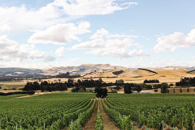 Waipara Wine Tour from Christchurch - including Lunch & Tastings - Pace, timing, and the one real weakness