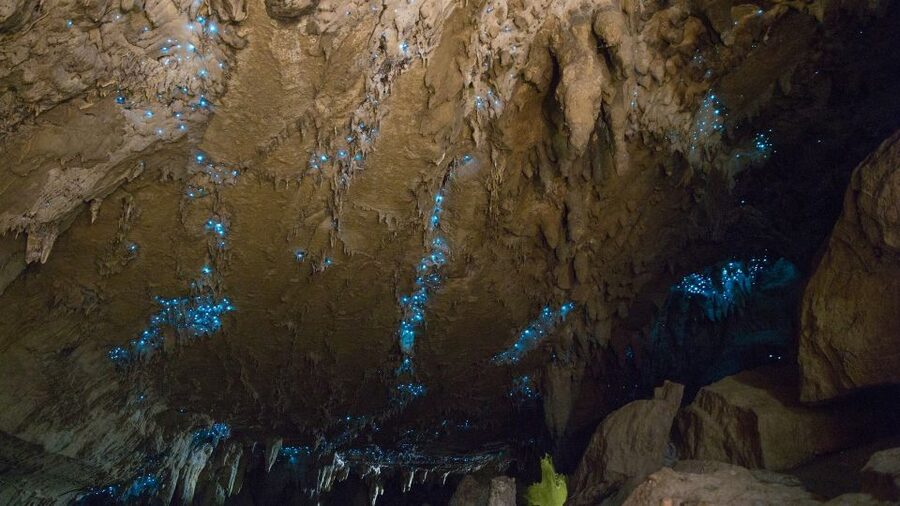 Waitangi: Kawiti Glow Worm Cave & Opua Kauri Forest Walk - Key points to know before you book