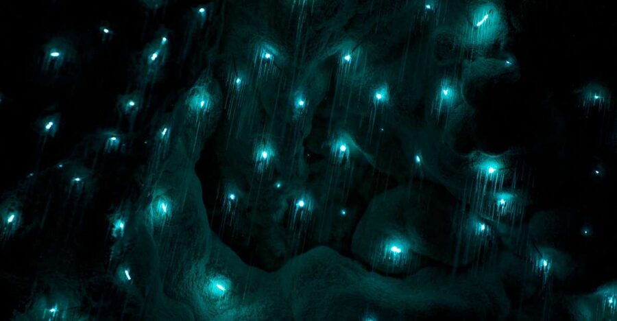Waitangi: Kawiti Glow Worm Cave & Opua Kauri Forest Walk - Why the glowworms are the star of the day