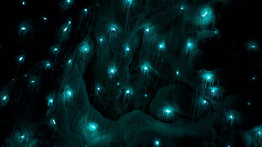 Waitangi: Kawiti Glow Worm Cave & Opua Kauri Forest Walk - Kawiti Cave: limestone, darkness, and living lights