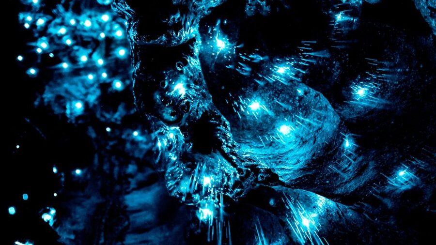 Waitangi: Kawiti Glow Worm Cave & Opua Kauri Forest Walk - Opua Forest and the ancient kauri