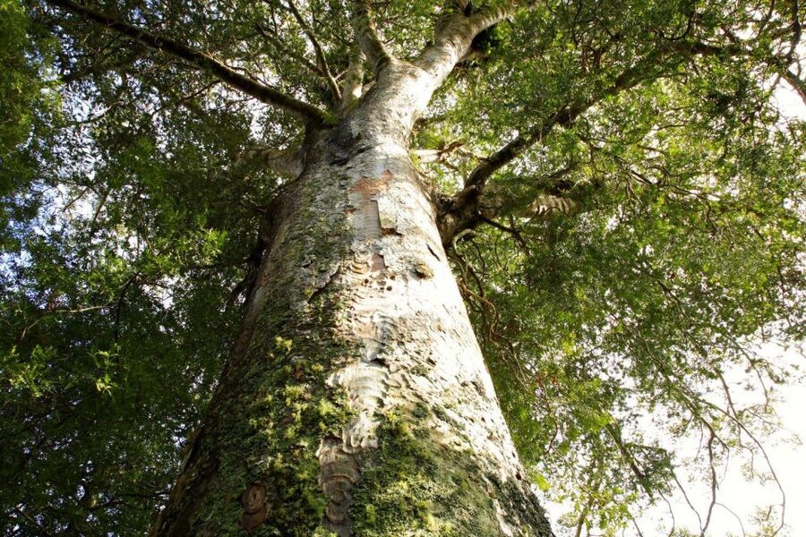 Waitangi: Kawiti Glow Worm Cave & Opua Kauri Forest Walk - Who will enjoy this four-hour outing