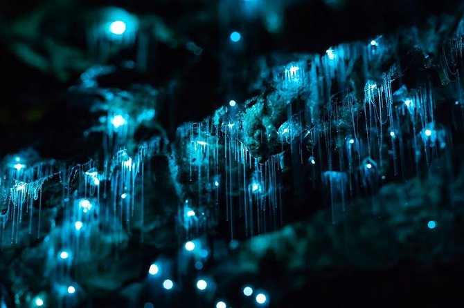 Waitomo Caves Private Tour from Auckland - Walking into the cave and learning what you are seeing