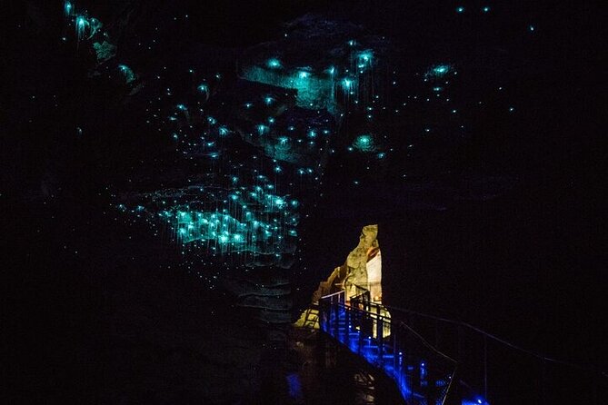 Waitomo Glow Worm Caves & Te Puia (Rotorua) Private Tour - Why this Auckland day trip packs in so much