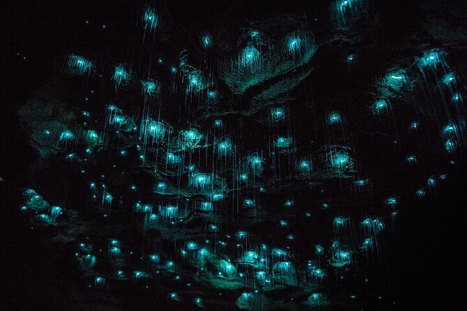 Waitomo Glow Worm Caves & Te Puia - Rotorua's Geothermal Valley - The 6:00 am start from Auckland