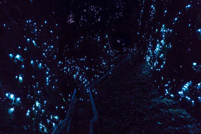 Waitomo Glowworm Caves In a Private Small Group Tour-Auckland. - The 9:00 am pickup and private drive