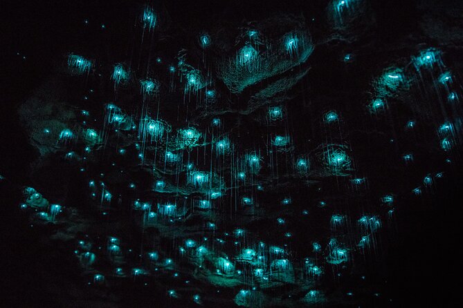 Waitomo Glowworm & Ruakuri Twin Cave Small Group Tour Ex-Auckland - Key points to know before you book