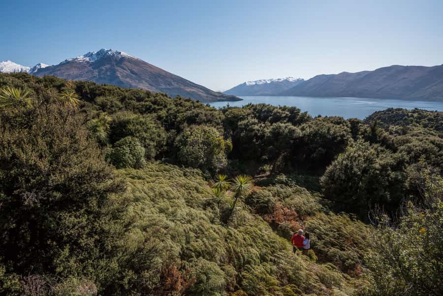 Wanaka Water Taxi Mou Waho Island Tour - Birds, geckos, and a protected island reserve