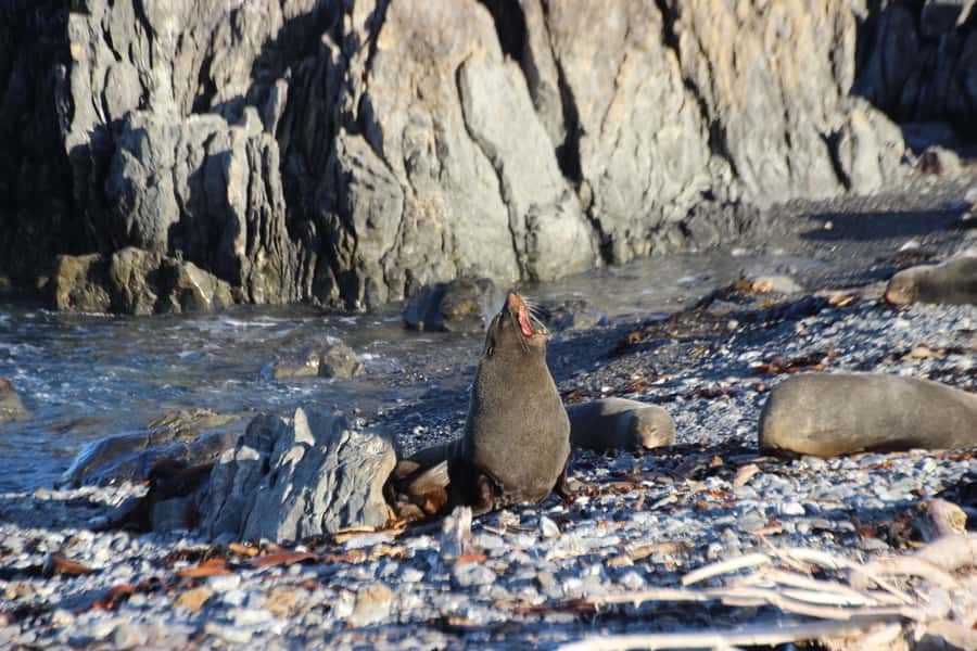 Wellington: Half Day Seal Coast Safari - Key points to know before you book