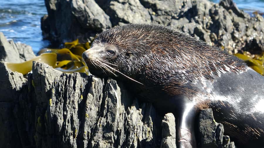 Wellington: Half Day Seal Coast Safari - Terawhiti Station turns the drive into an attraction