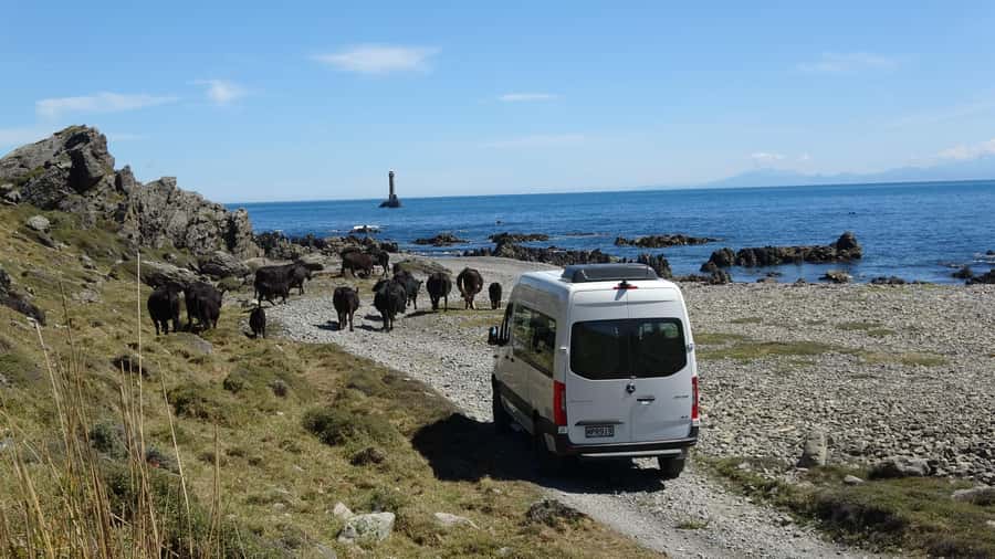 Wellington: Half Day Seal Coast Safari - Wind turbines, kiwi recovery, and a hard country to farm