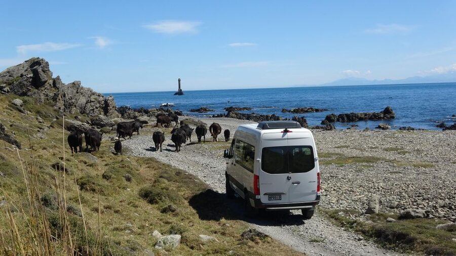 Wellington: Half Day Seal Coast Safari - The return journey adds another layer