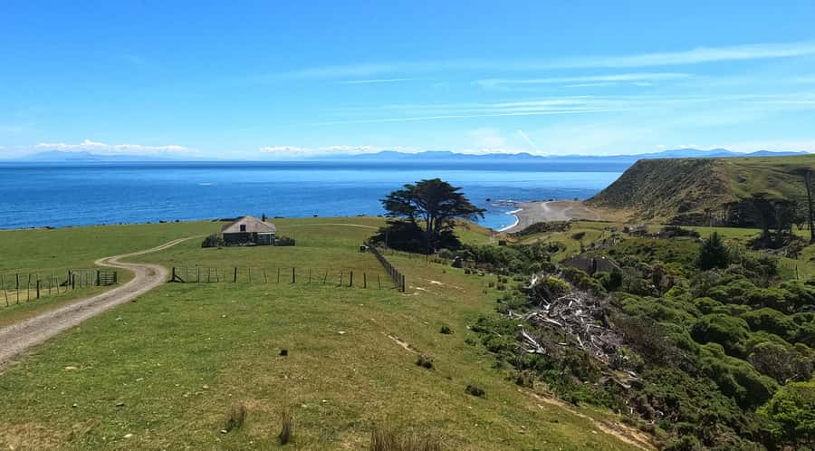 Wellington: Half Day Seal Coast Safari - Transport, pickup, and practical planning