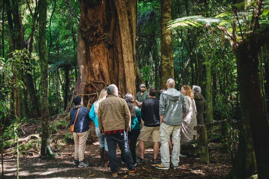 Wellington: Original LOTR Full-Day Tour with Weta & Lunch - Key points at a glance