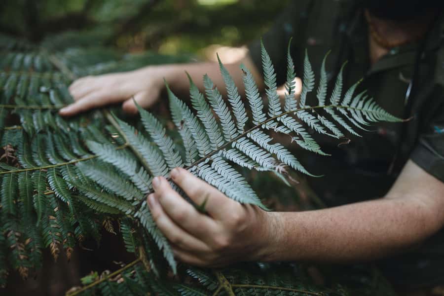 Wellington: Original LOTR Full-Day Tour with Weta & Lunch - Wētā Workshop and the craft behind Middle-earth