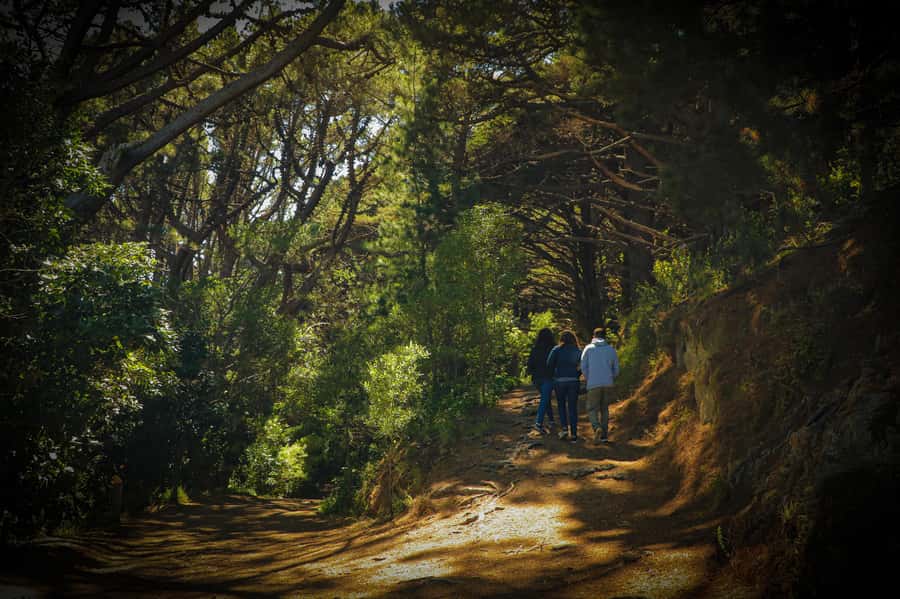 Wellington: Original LOTR Half-Day Experience with Weta - A coastal drive brings the tour back to town
