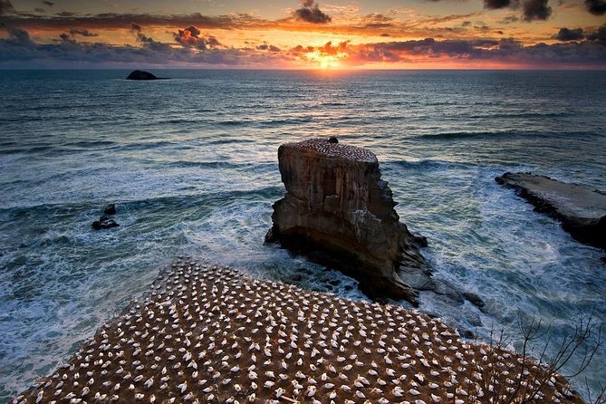 West Coast Discovery - Piha Beach or Muriwai Beach from Auckland - Piha Beach, black sand and Tasman Sea surf