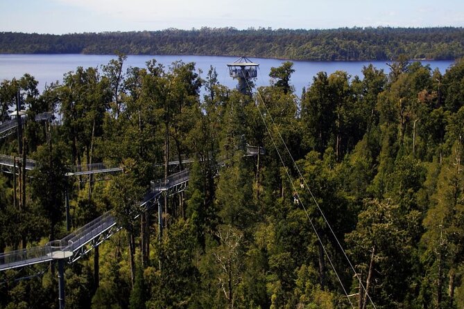 West Coast Tower Zipline & Treetop Walk Combo - The Rimu rainforest walk comes first