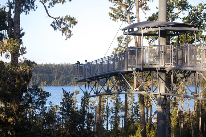 West Coast Treetop Walk - Adding the 47-meter zipline