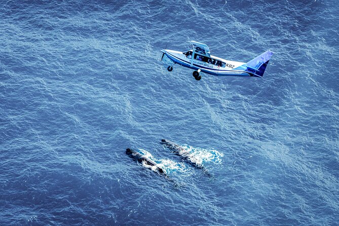 Whale Watching in Kaikoura - Ultimate Experience - From the Kaikoura office to the airfield