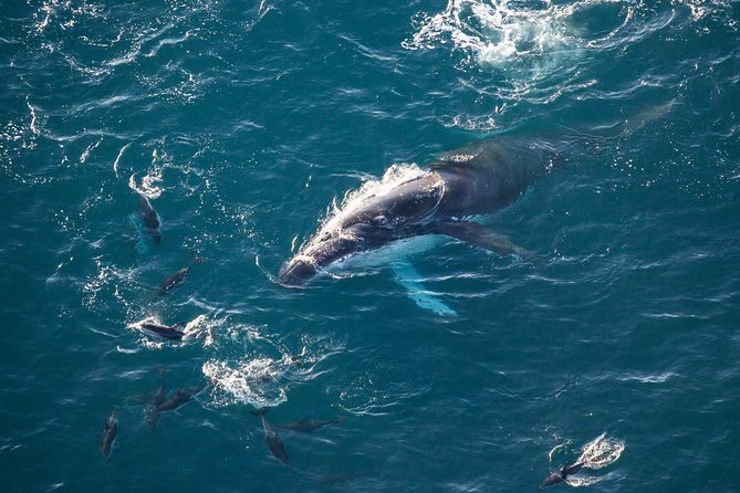 Whale Watching in Kaikoura - Ultimate Experience - Kaikoura Peninsula, cliffs, and snowy ranges